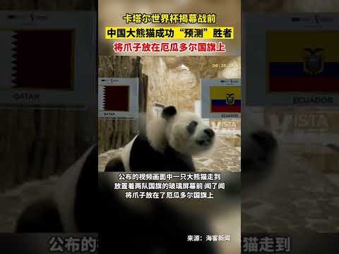 谌龙晋升国,青羽毛球队,主教练,开云直播足球,足球赛事平台,足球比赛直播,足球赛事资讯,足球比赛信息